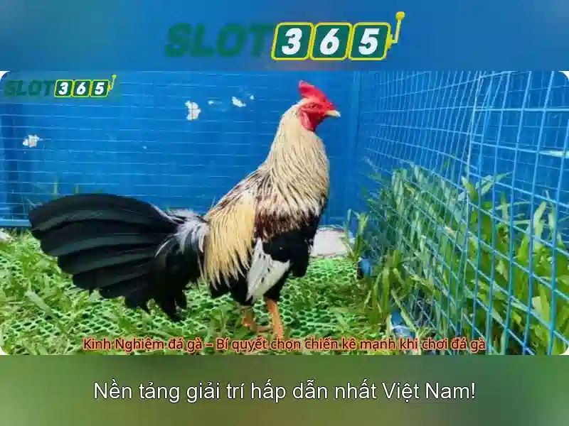 Trải Nghiệm Trực Tuyến